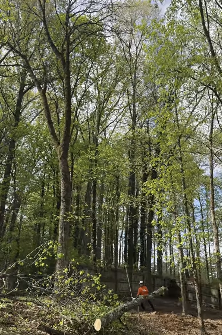 Professional tree removal service in St. Clair Shores, MI